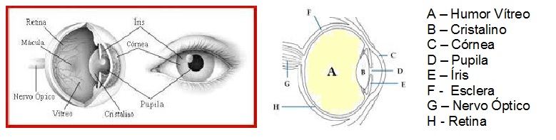 Anatomia do olho